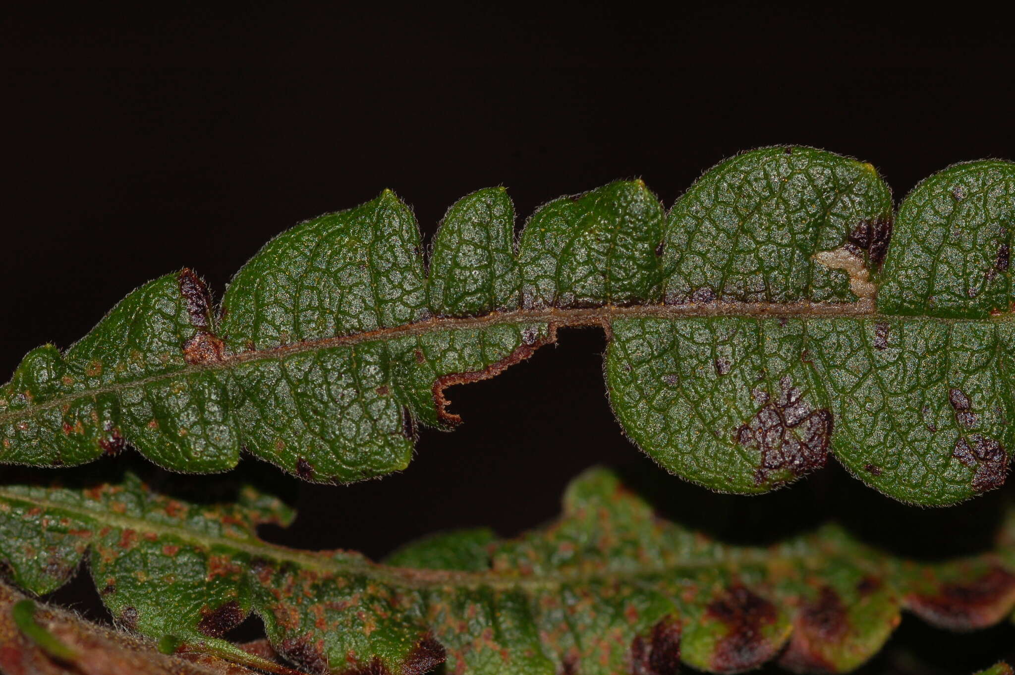 Image of Bucculatrix paroptila Braun 1963