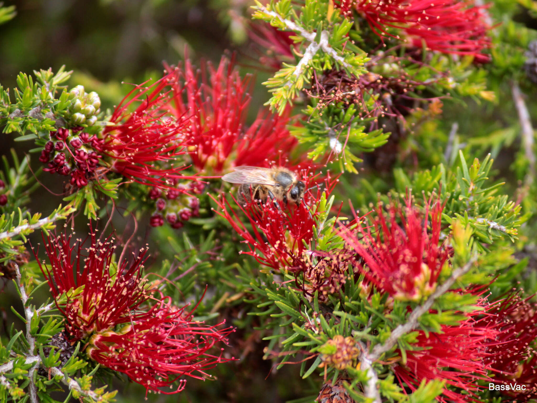 Image of Melaleuca cyrtodonta Turcz.