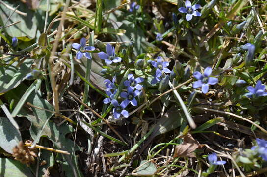 Image of Gentianella azurea (Bunge) Holub