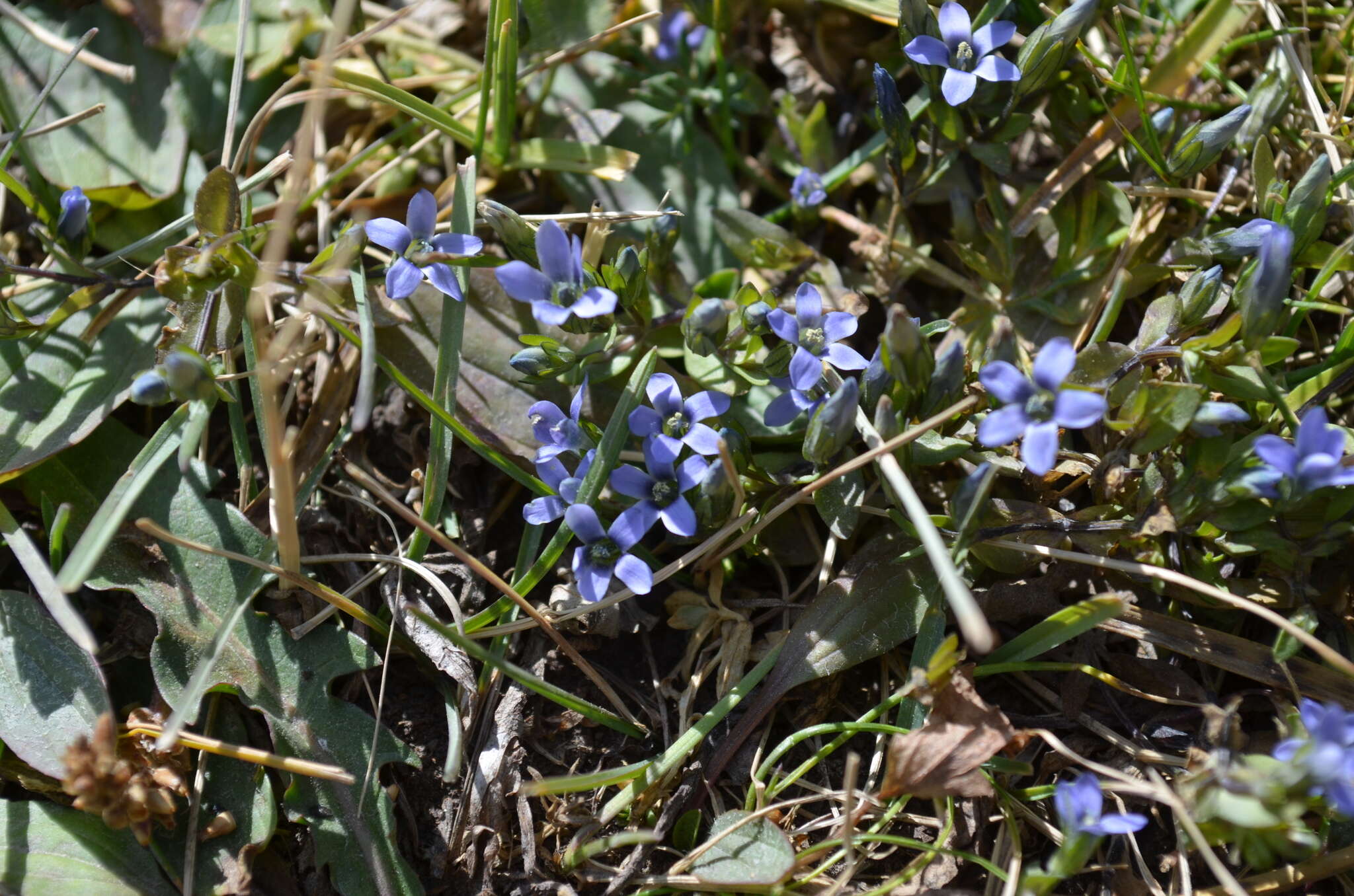 Gentianella azurea (Bunge) Holub的圖片