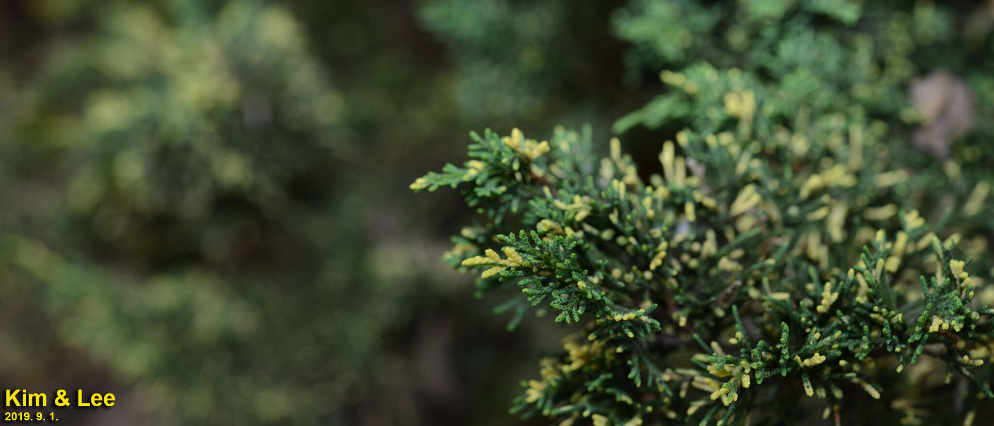 Image of Chinese Juniper