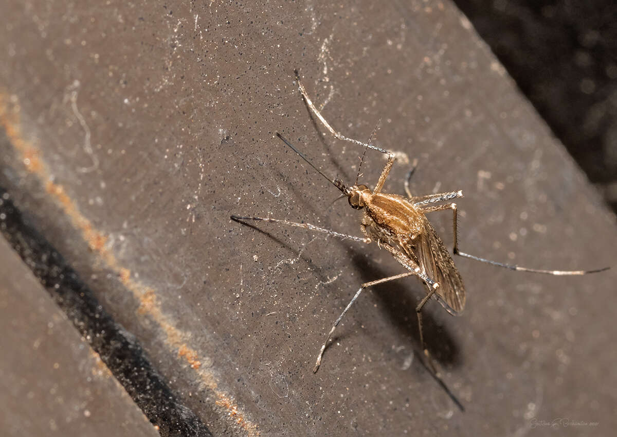 Image of Aedes albifasciatus (Macquart 1838)