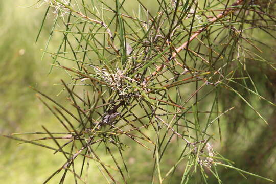 Image of Hakea teretifolia subsp. hirsuta (Endl.) R. M. Barker