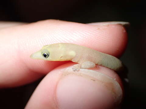 Image of Sphaerodactylus elegans elegans Macleay 1834