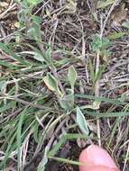 Image of mountain bladderpod