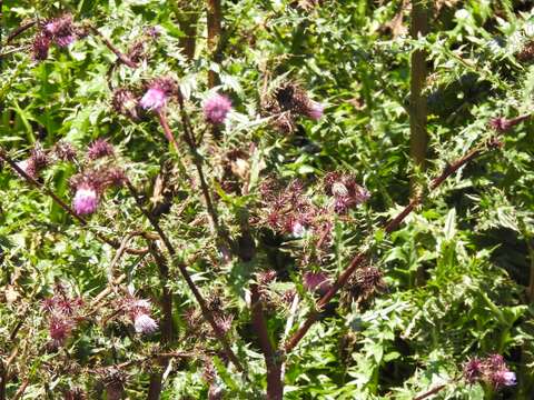 Image of Sacramento Mountain thistle