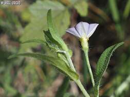 Image of Convolvulus pentapetaloides L.