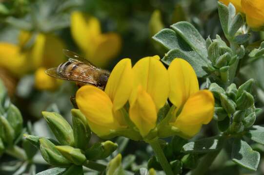 Image of creta trefoil