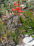 صورة Watsonia stenosiphon L. Bolus