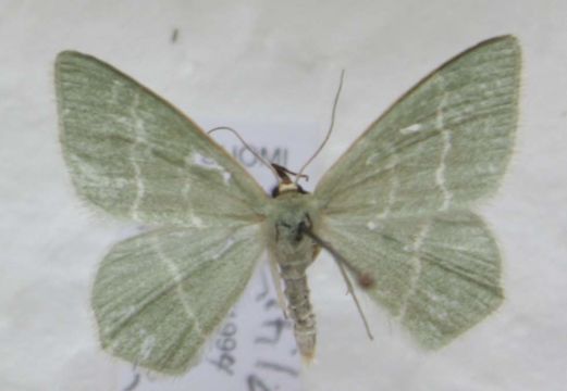 Image of small grass emerald