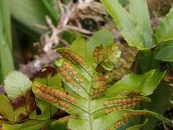 Plancia ëd Polypodium macaronesicum subsp. azoricum (Vasc.) F. J. Rumsey, Carine & Robba