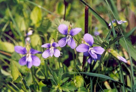 Слика од Viola cucullata Ait.