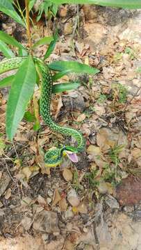 Leptophis diplotropis diplotropis (Günther 1872)的圖片