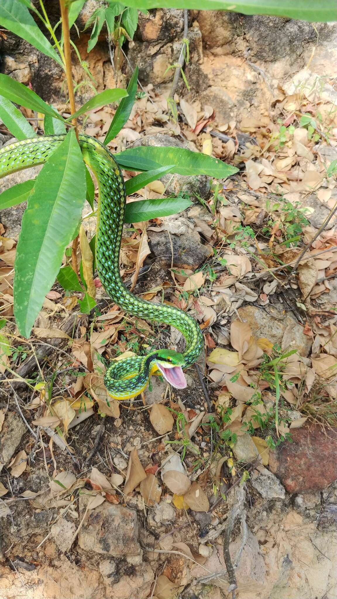 Image de Leptophis diplotropis diplotropis (Günther 1872)