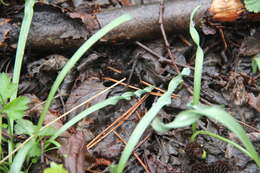 Image of Galanthus angustifolius Koss