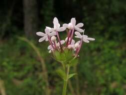 Imagem de Valerianella longiflora (Torr. & Gray) Walp.