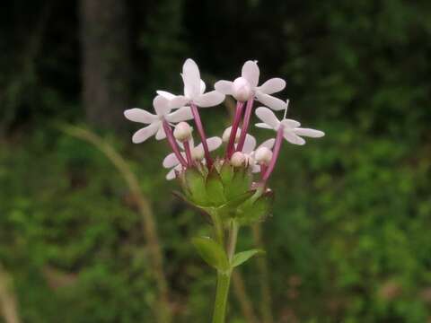 Image of longtube cornsalad