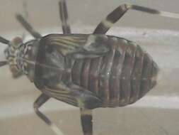 Image of Mermitelocerus