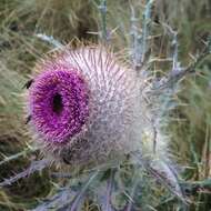 Image of Cirsium nivale (Kunth) Sch. Bip.