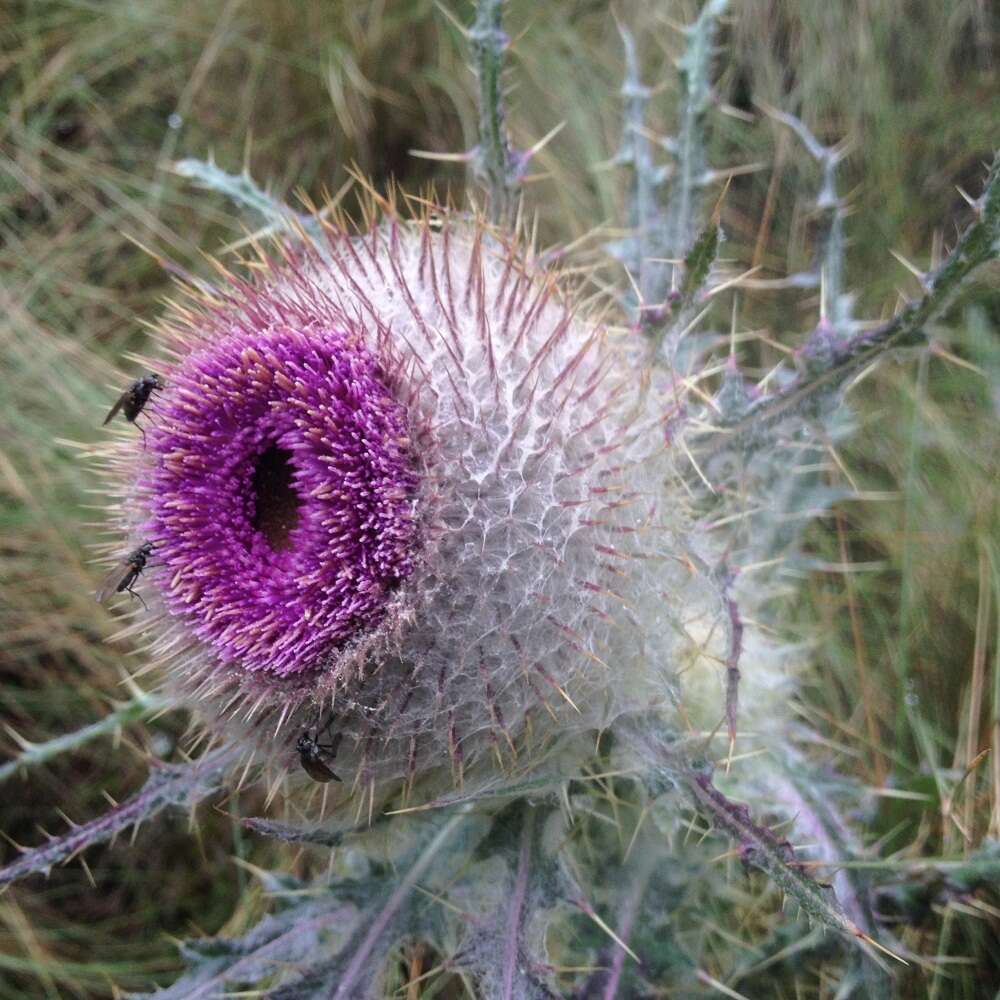 Image of Cirsium nivale (Kunth) Sch. Bip.