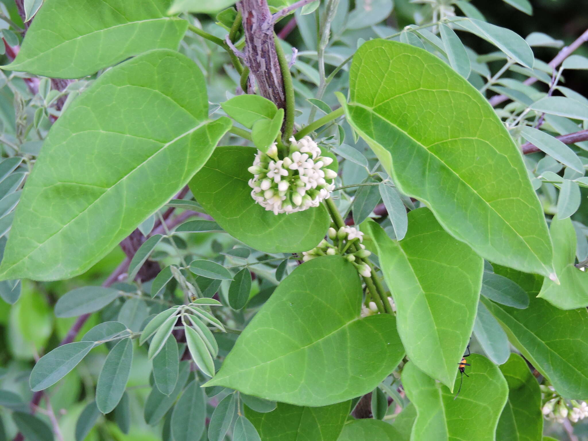 صورة Marsdenia coulteri Hemsl.