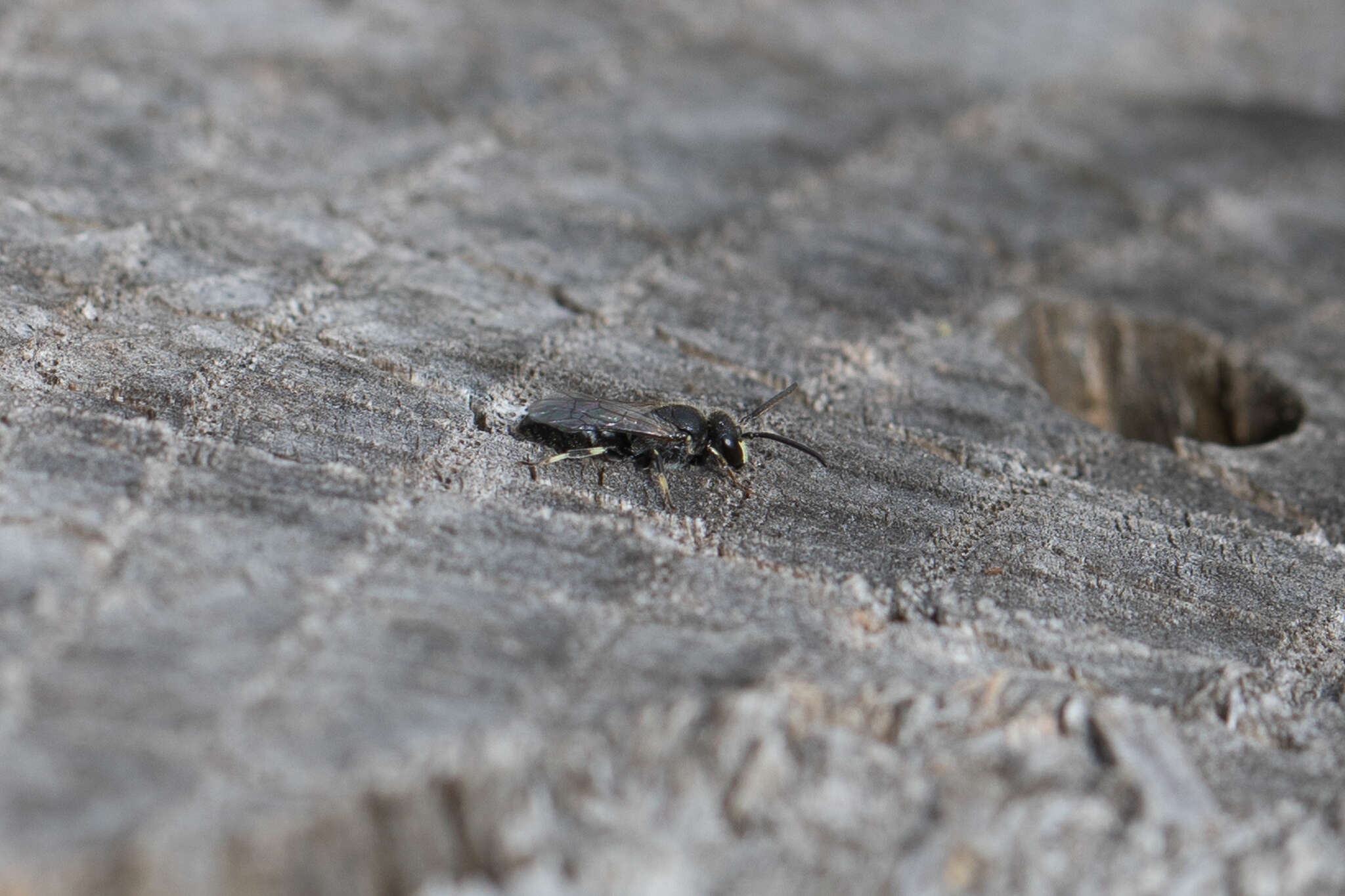 Imagem de Hylaeus hyalinatus Smith 1842