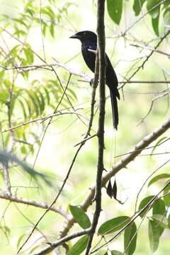 Image of Greater Racket-tailed Drongo