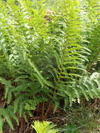 Image of Dryopteris oreades Fomin