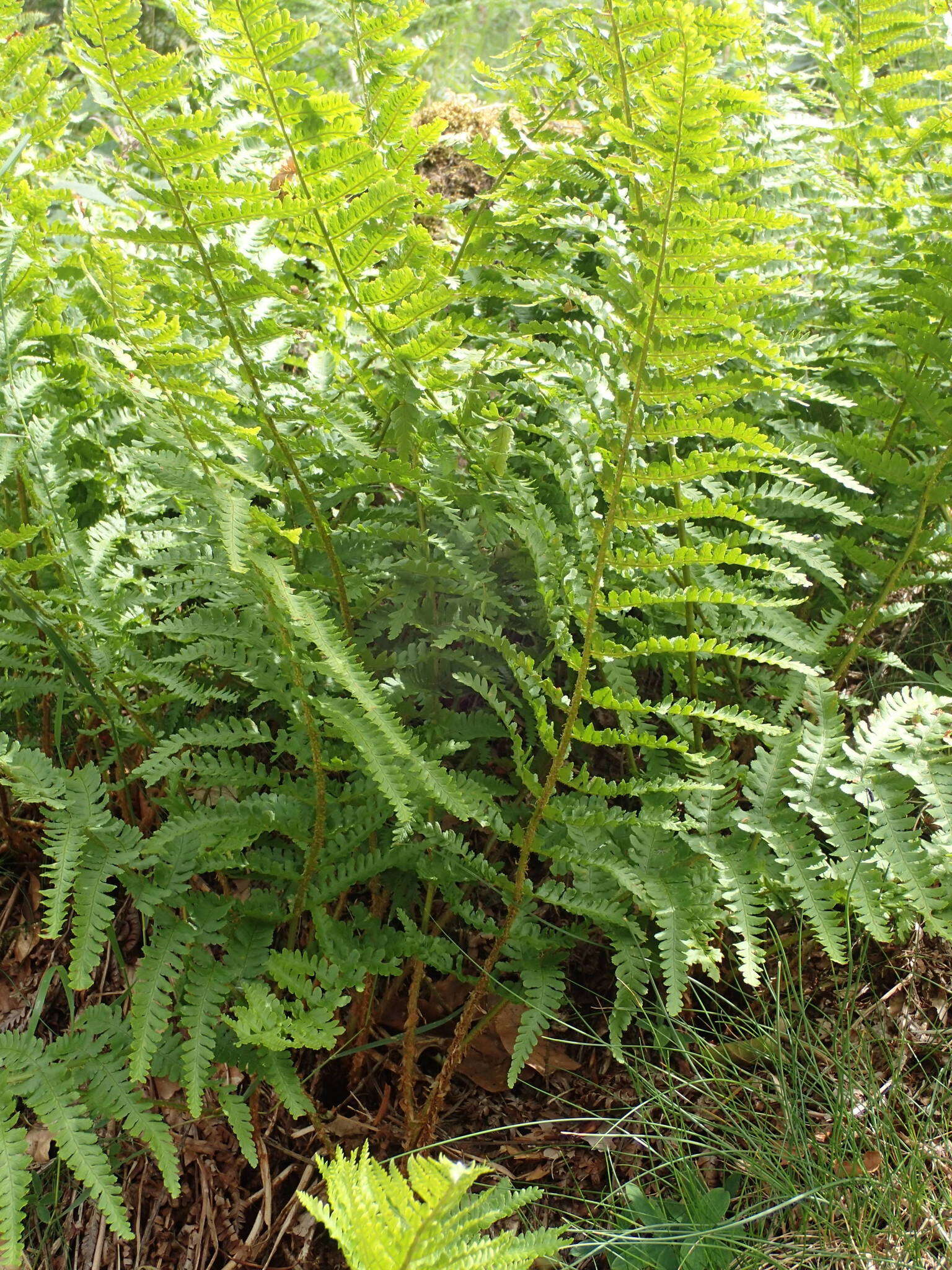 Imagem de Dryopteris oreades Fomin