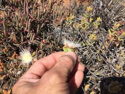 Image of Drosanthemum papillatum L. Bol.