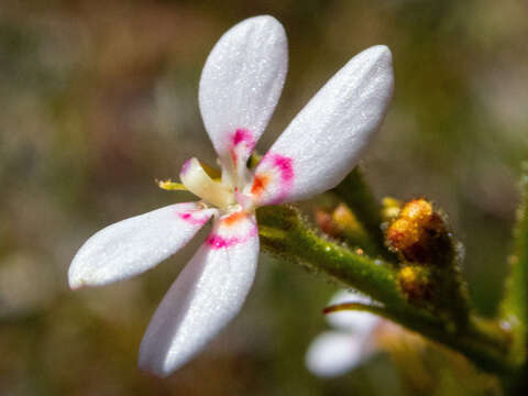 Image of Stylidium crassifolium R. Br.