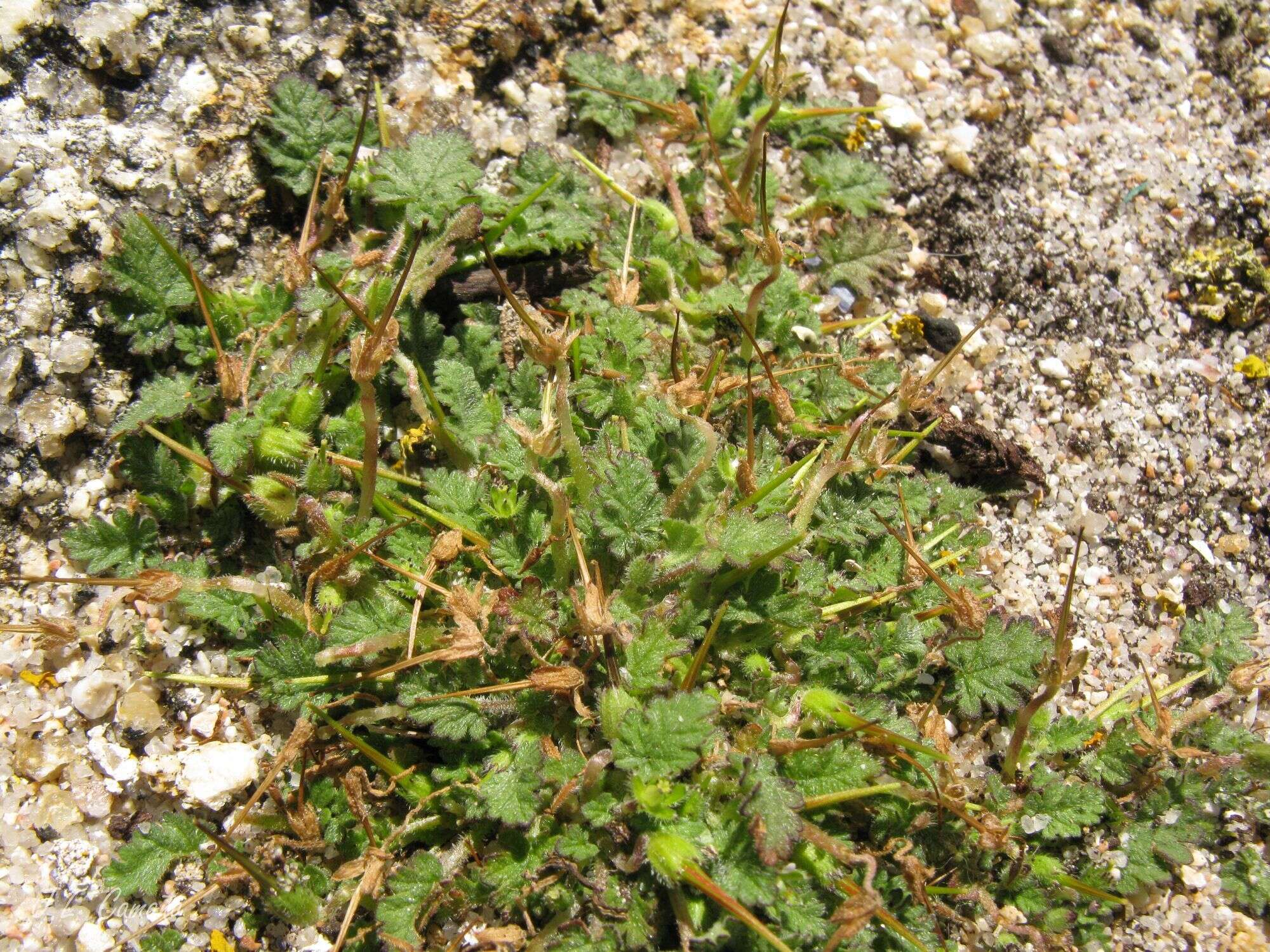 Слика од Erodium maritimum (L.) L'Her.