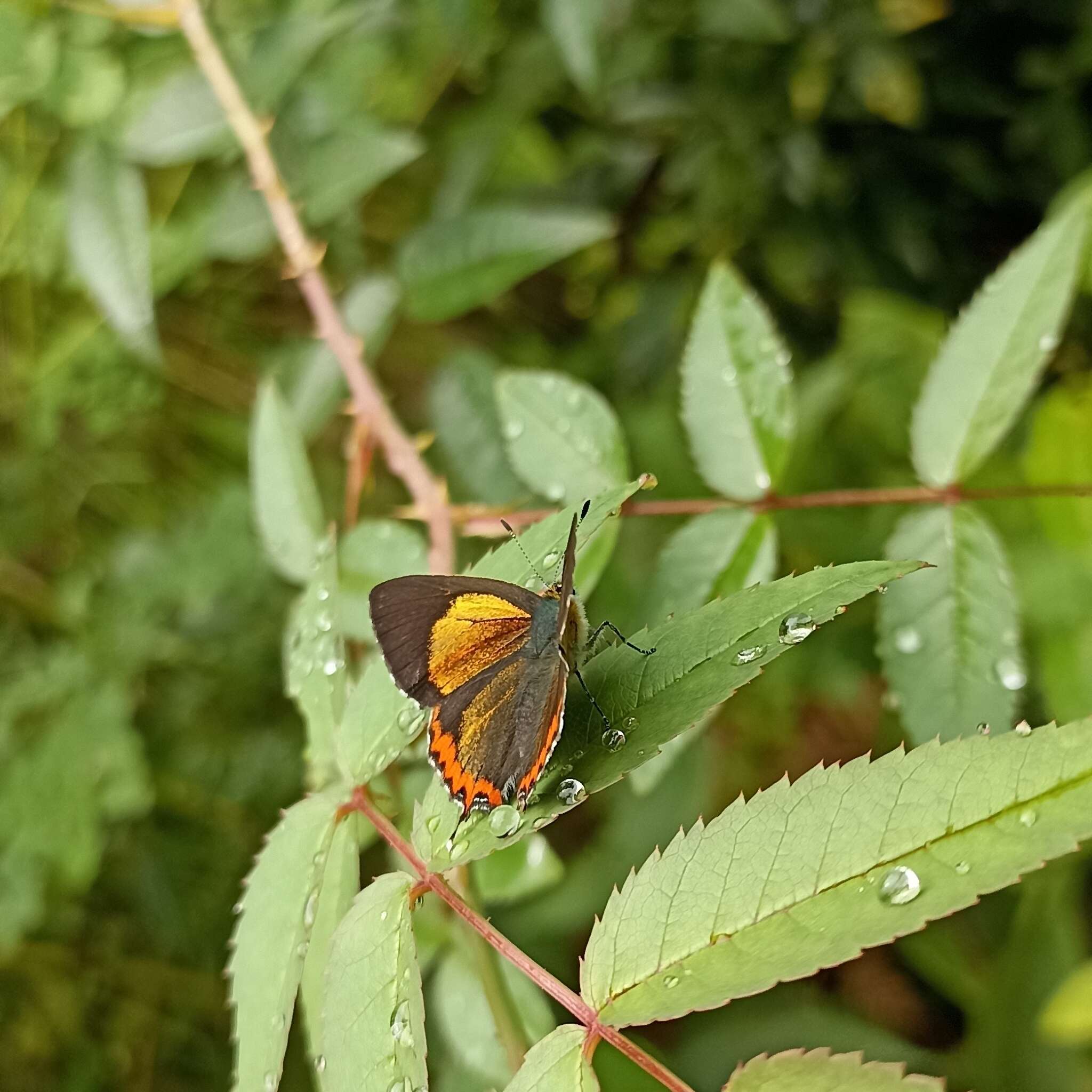 Image of Heliophorus brahma (Moore (1858))