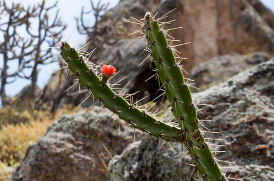 Image of Corryocactus quadrangularis (Rauh & Backeb.) F. Ritter