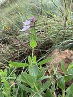 Imagem de Syncolostemon foliosus (S. Moore) D. F. Otieno