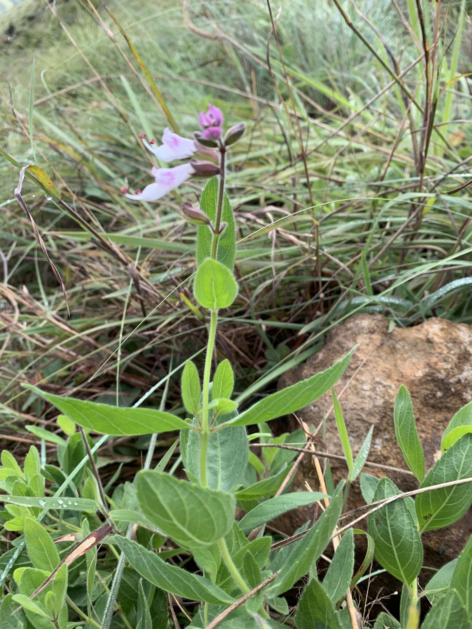 Imagem de Syncolostemon foliosus (S. Moore) D. F. Otieno