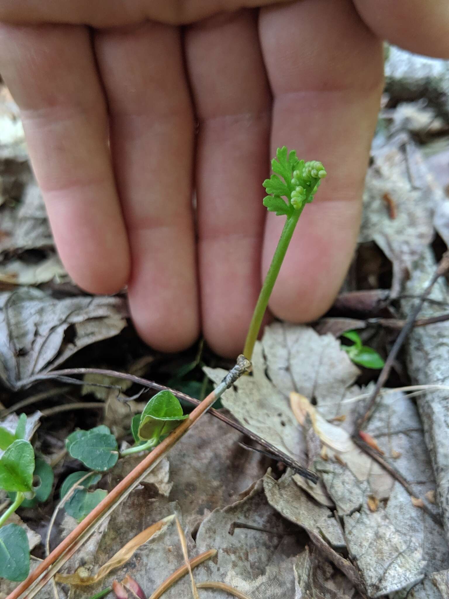 Image of branched moonwort