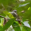 Image of Rufous-tailed Antwren