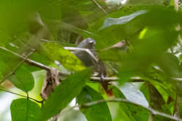 Image of Rufous-tailed Antwren
