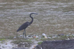 Слика од Ardea insignis Hume 1878