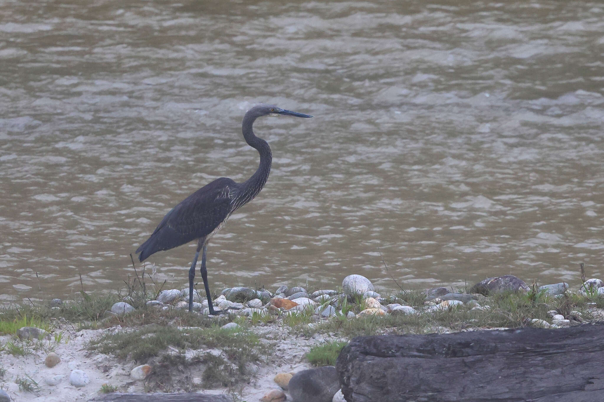 Imagem de Ardea insignis Hume 1878