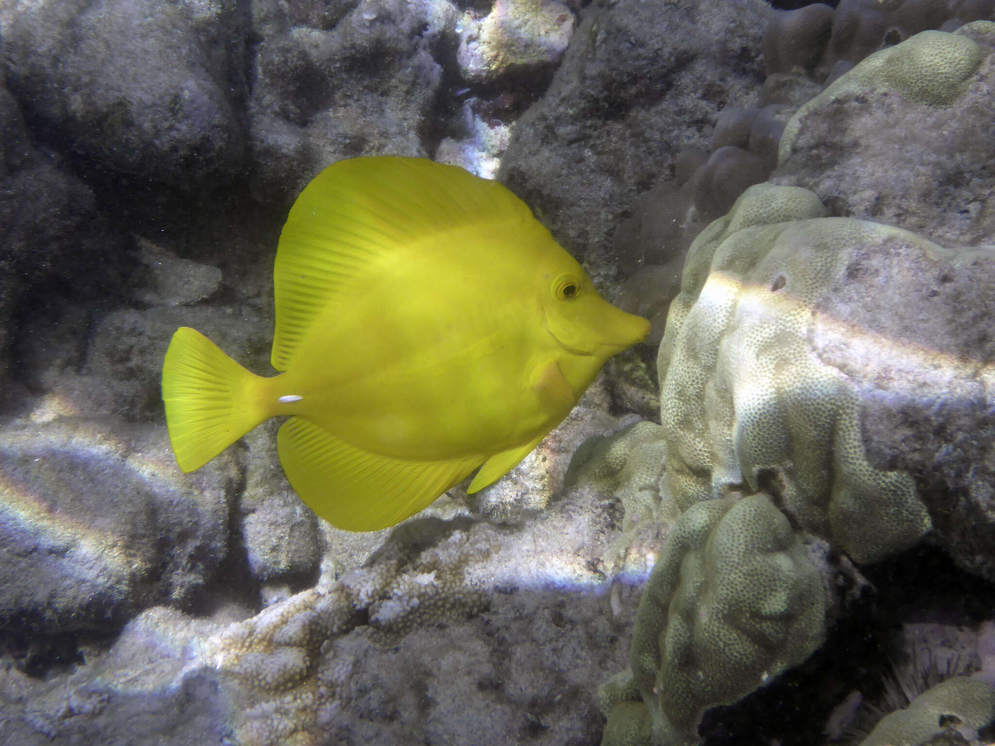 Image of Lemon Sailfin