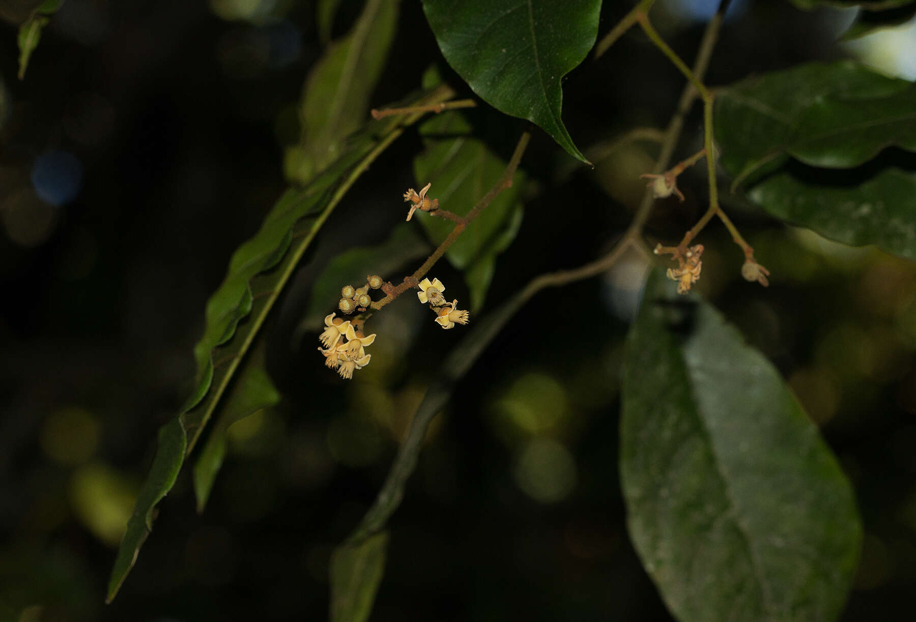 Image of Lepidotrichilia volkensii (Gürke) Leroy