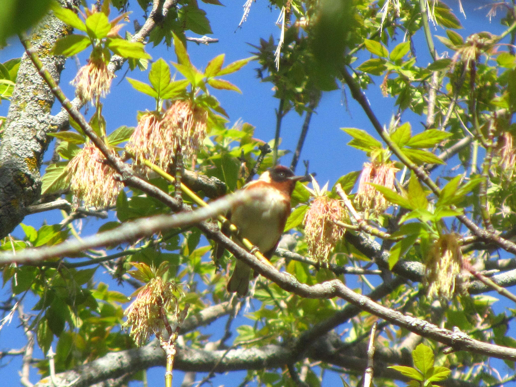 Image of Bay-breasted Warbler