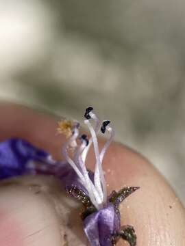 Sivun Penstemon humilis subsp. brevifolius (Gray) D. D. Keck kuva