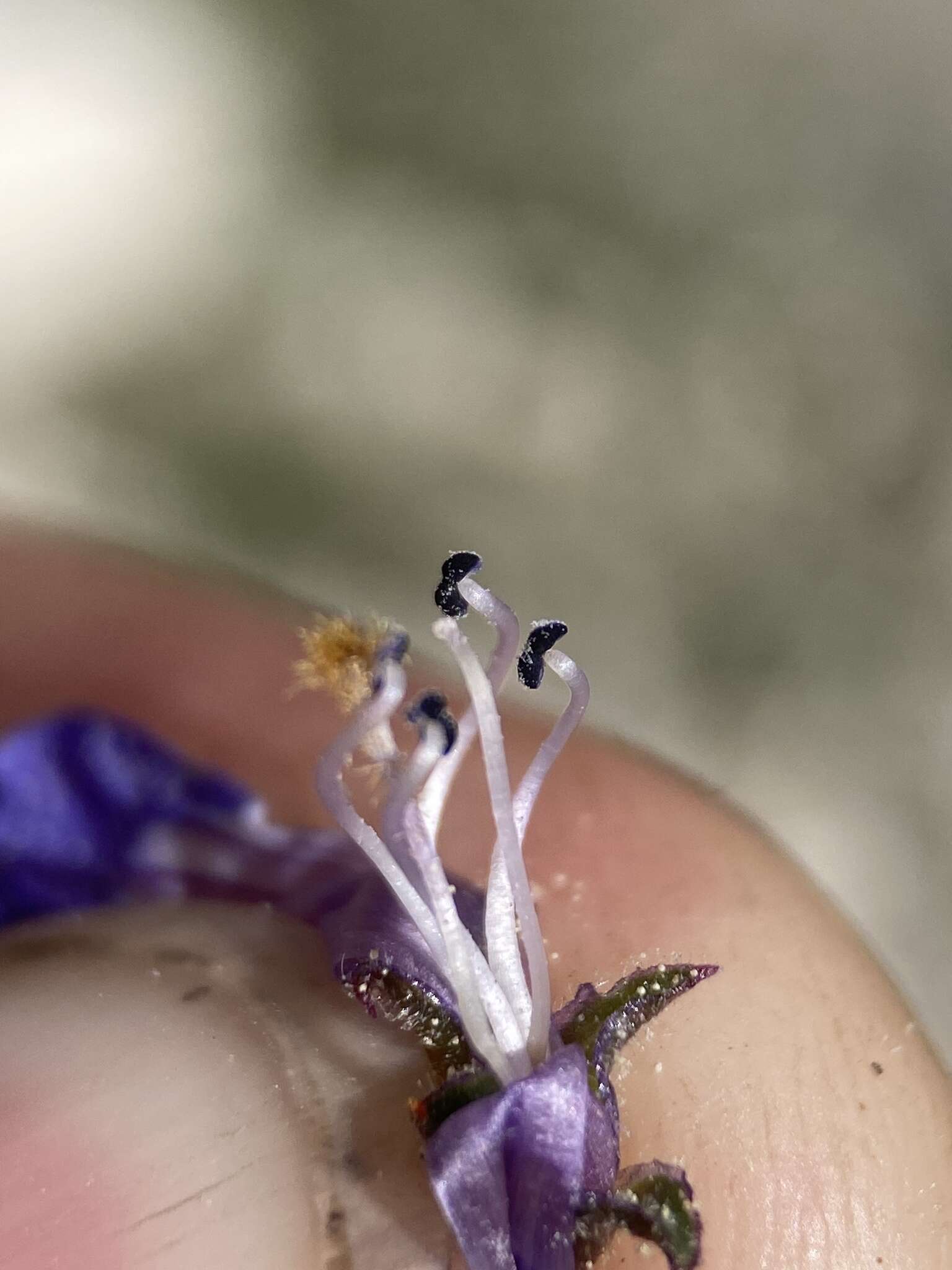 Image of low beardtongue