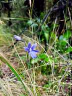 Image of Veined sun orchid