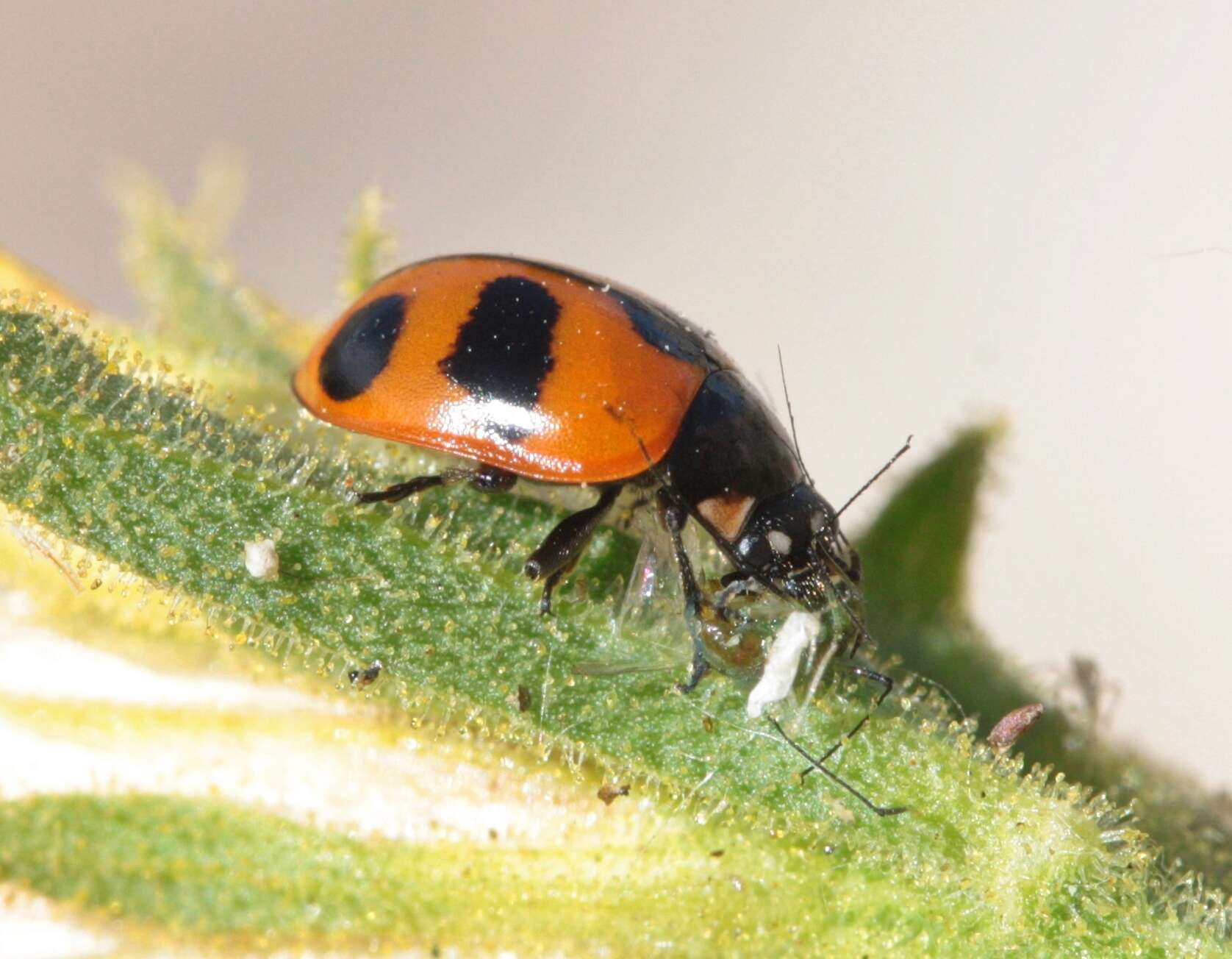 Sivun Coccinella alta Brown 1962 kuva