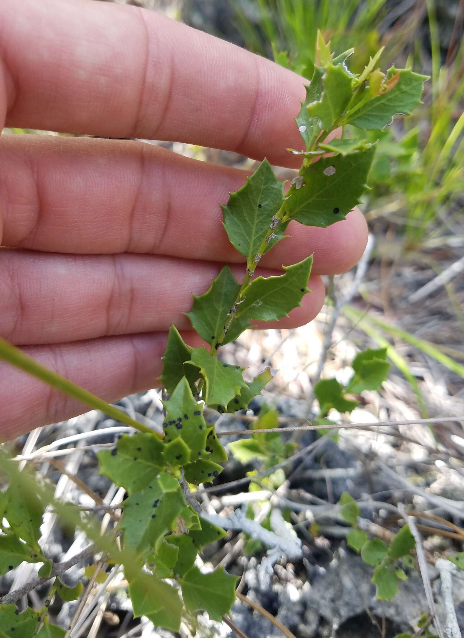 صورة Crossopetalum ilicifolium (Poir.) Kuntze