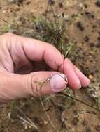 Plancia ëd Deschampsia cespitosa subsp. cespitosa